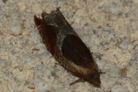 Ancylis unculana