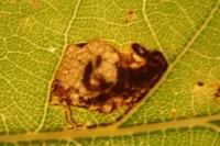 Ectoedemia albifasciella