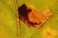 Ectoedemia albifasciella