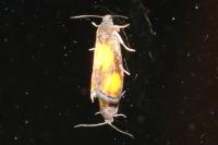 Pammene aurana