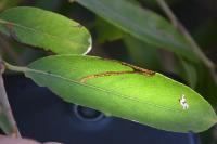 Stigmella salicis