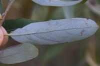 Stigmella salicis