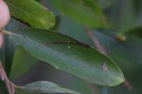 Stigmella salicis