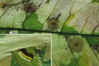 Tischeria ekebladella