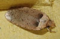 Agonopterix ferulae