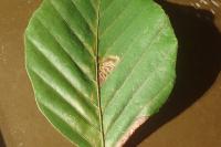 Stigmella tityrella