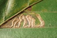 Stigmella tityrella