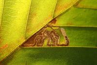 Stigmella tityrella