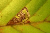 Stigmella tityrella