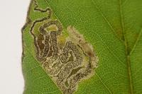 Stigmella hemargyrella