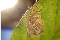 Stigmella hemargyrella