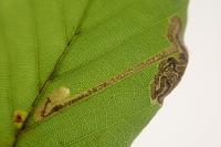 Stigmella hemargyrella