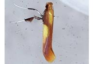 Caloptilia robustella