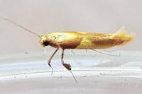 Caloptilia alchimiella