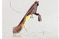 Caloptilia