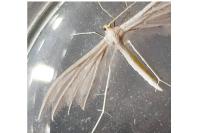 Pterophorus pentadactylus