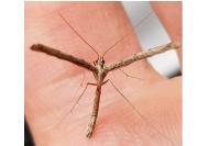 Agdistis