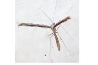 Agdistis