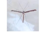 Agdistis