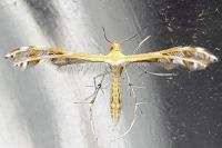 Stangeia siceliota