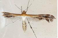 Stangeia siceliota