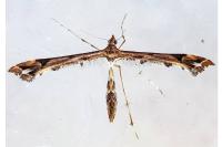 Amblyptilia acanthadactyla