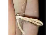 Emmelina monodactyla