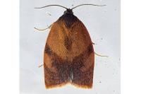 Cacoecimorpha pronubana