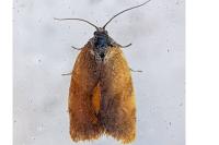 Cacoecimorpha pronubana
