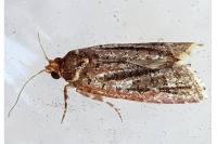 Lozotaeniodes cupressana