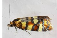 Aethes tesserana