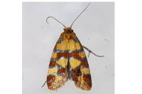 Aethes tesserana
