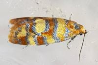 Aethes tesserana