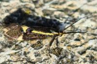 Esperia sulphurella