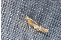 Argyresthia spinosella