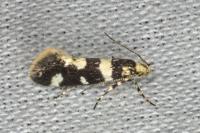 Denisia