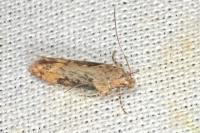 Scrobipalpa costella