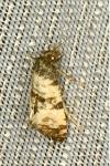 Cochylichroa atricapitana