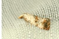 Neocochylis hybridella