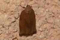 Archips rosana
