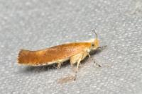 Argyresthia albistria
