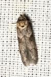 Blastobasis glandulella