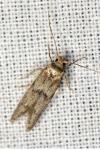 Blastobasis phycidella