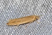 Limnaecia phragmitella