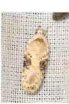 Agonopterix alstroemeriana