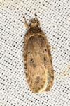 Agonopterix ciliella/heracliana