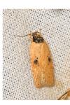 Agonopterix subpropinquella