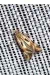Elachista utonella