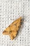 Brachmia blandella