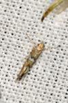 Acrocercops brongniardella